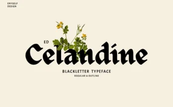 ED Celandine Typeface Font