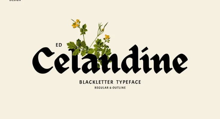 ED Celandine Typeface Font